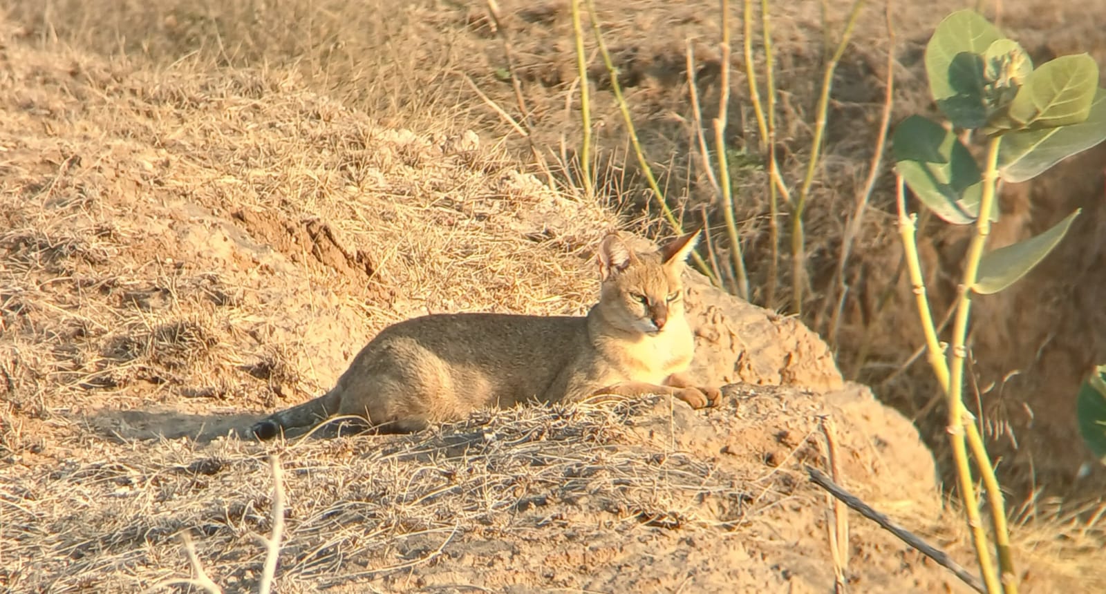 Unscripted safari moment 18