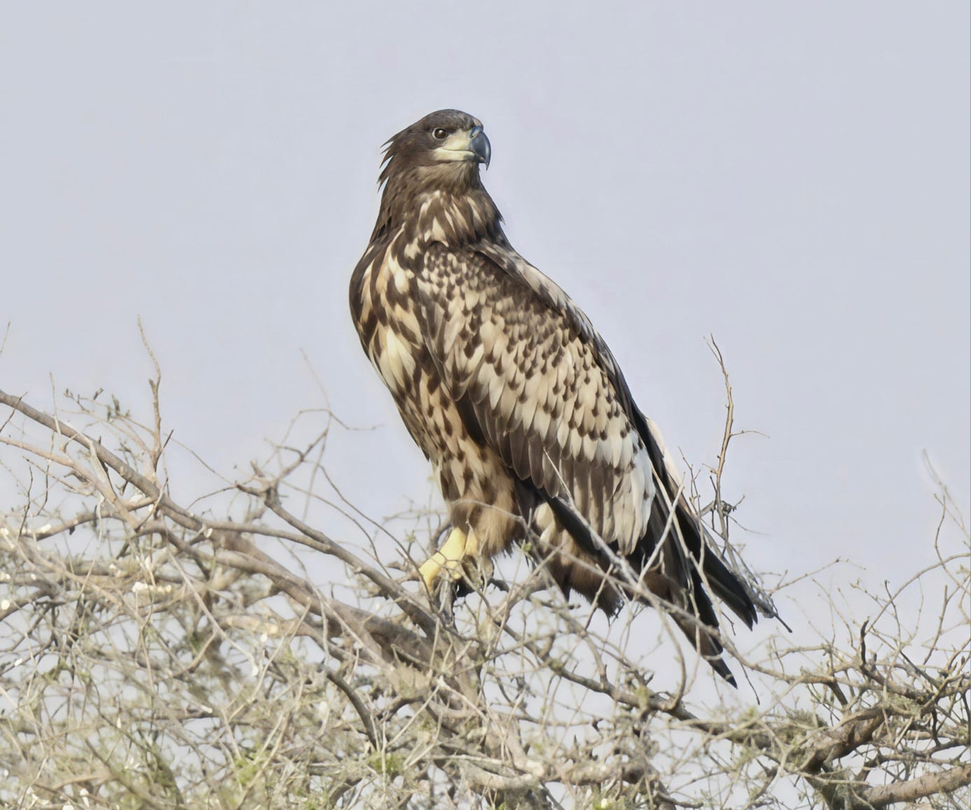 Unscripted safari moment 41