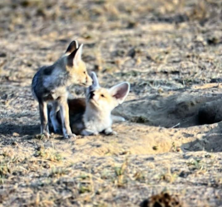 Unscripted safari moment 42