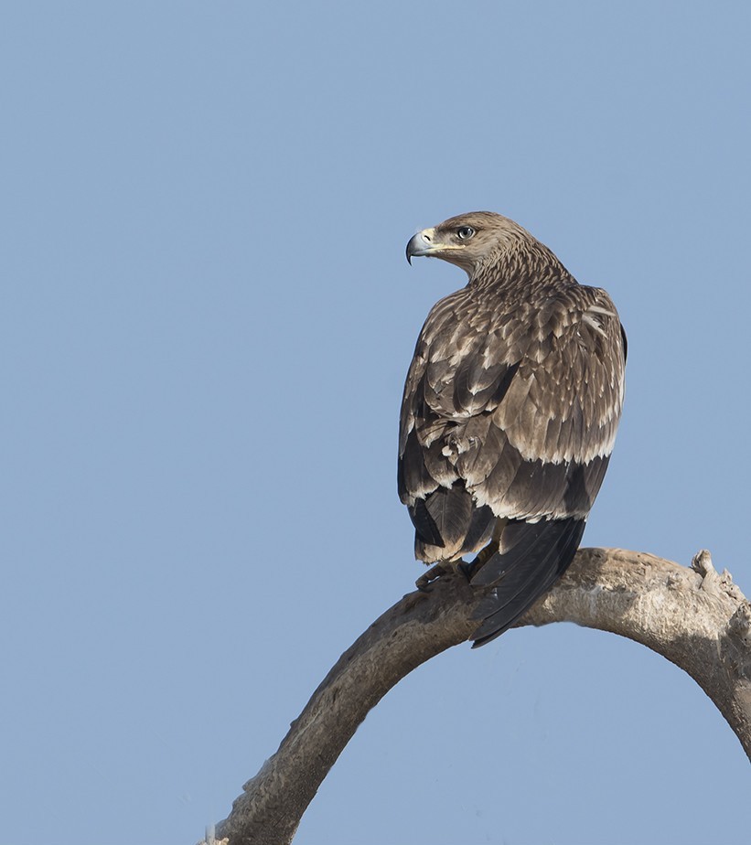 Juvenile Eastern Imperial Eagle at Jorbeer, Bikaner